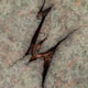 fault lines 1